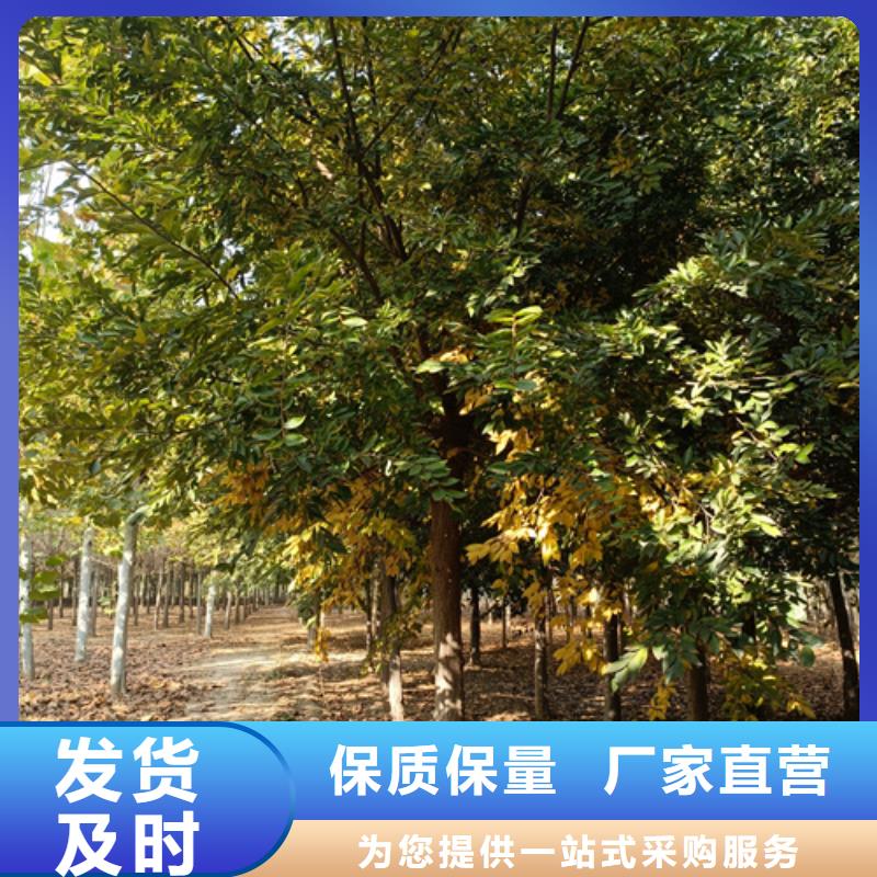 选购造型法桐认准翌昊苗木种植基地