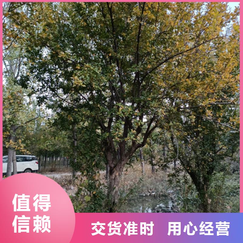 法桐价格价格优惠苗木基地