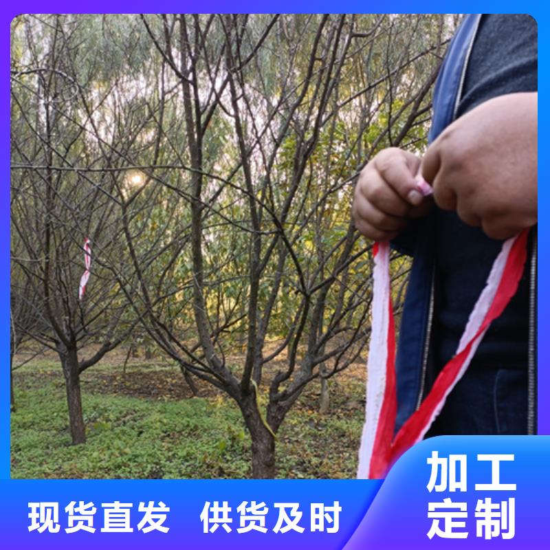 法桐小苗品牌-报价_翌昊苗木种植基地