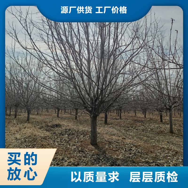 法桐小苗生產(chǎn)、運輸、安裝