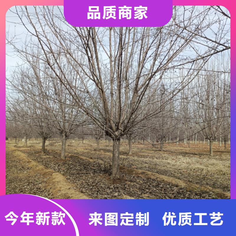 法桐-法桐实体厂家