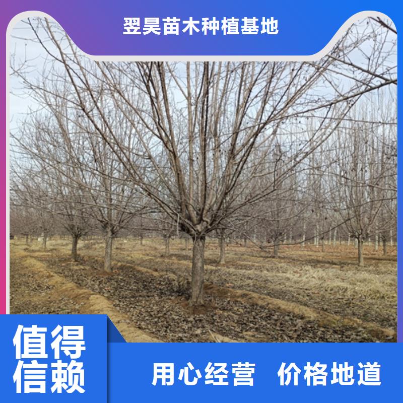 造型法桐-批发价格-优质货源