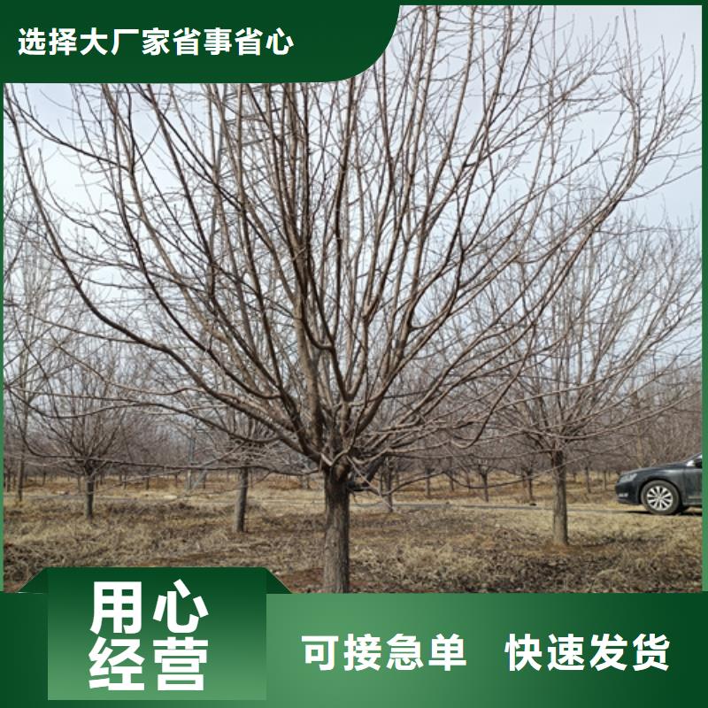 法桐放心選擇綠化喬木