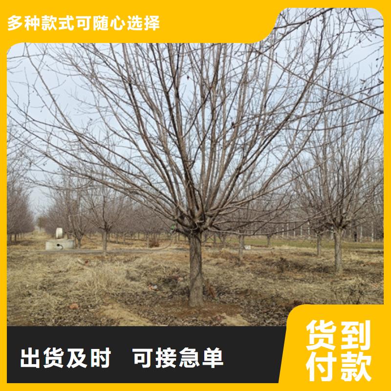 法桐小苗批发_翌昊苗木种植基地