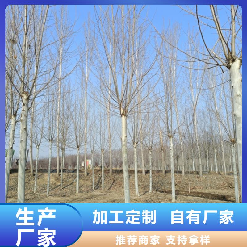 法桐小苗价格合理苗木基地