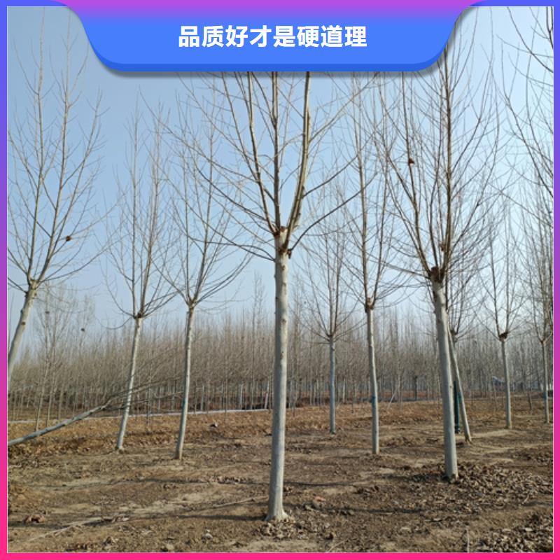 質(zhì)量優(yōu)的法桐行情品牌廠家
