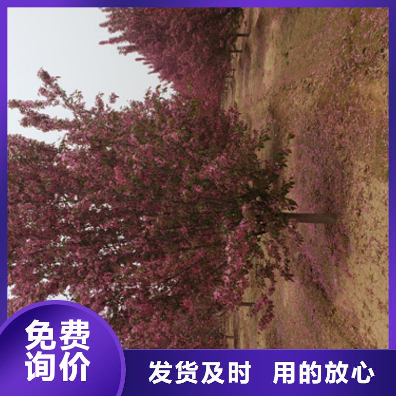 找法桐小苗厂家选翌昊苗木种植基地