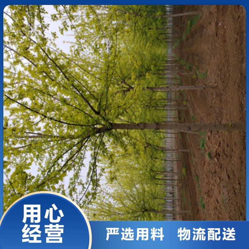 速生法桐种植基地绿化乔木