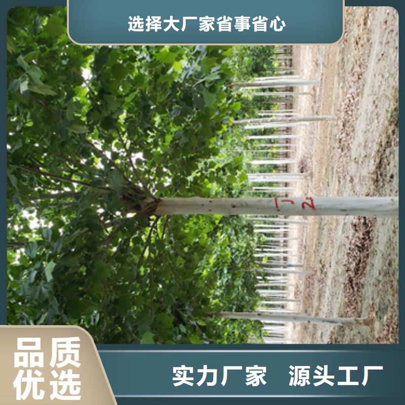 法桐种植基地绿化苗木