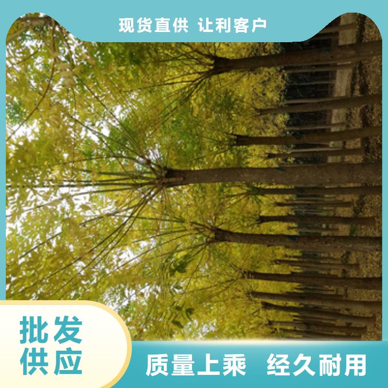 法桐行情-法桐行情实力强