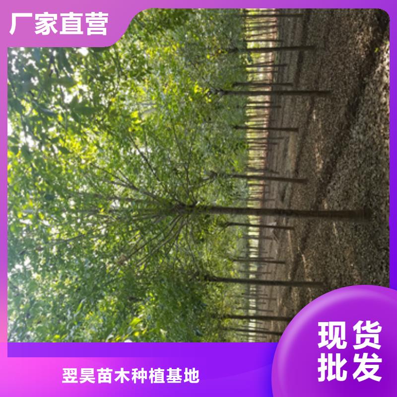 法桐小苗欢迎电询苗木基地