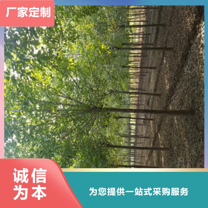 速生法桐基地绿化苗木