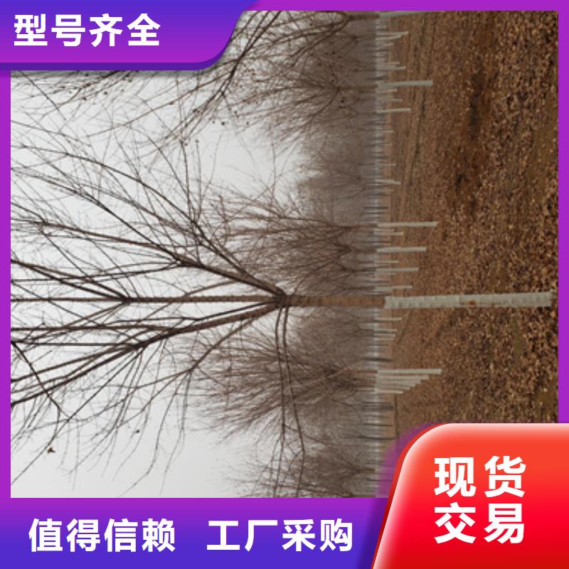 法桐小苗批发_翌昊苗木种植基地