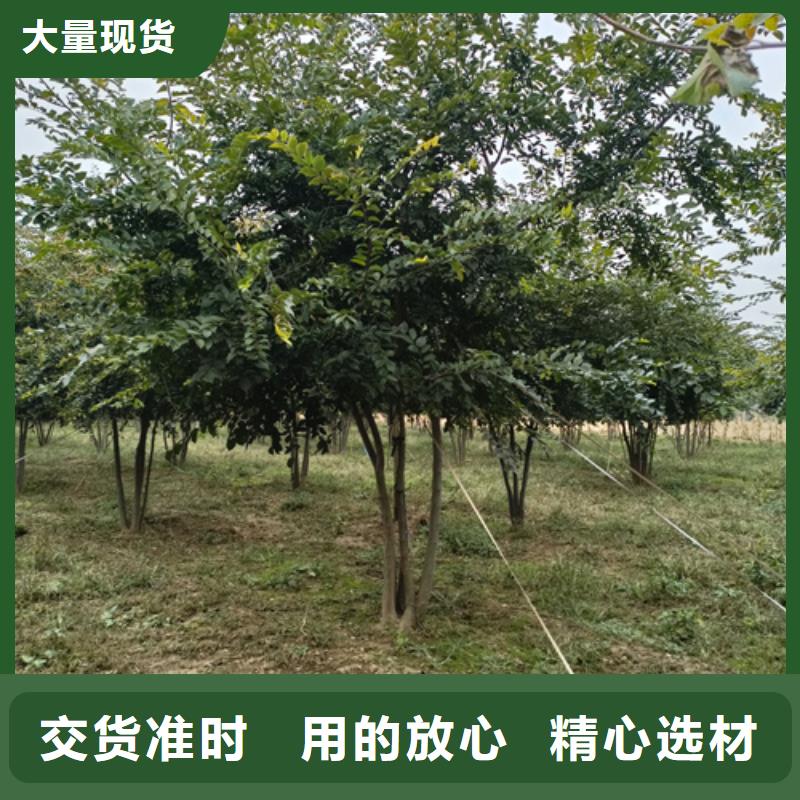 找法桐行情认准翌昊苗木种植基地