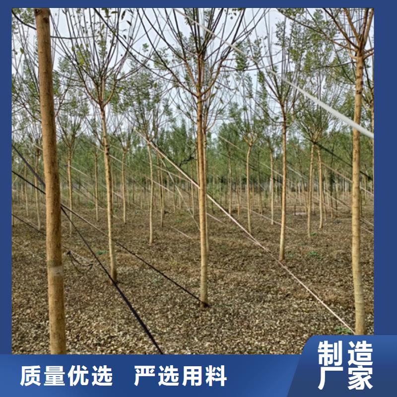 ##法桐小苗廠家