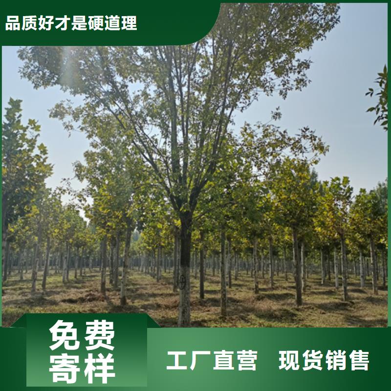 法桐价格质量保证绿化苗木