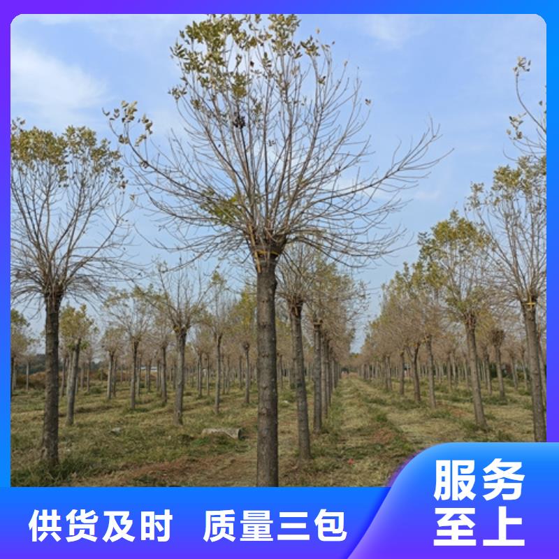 法桐小苗公司_翌昊苗木种植基地