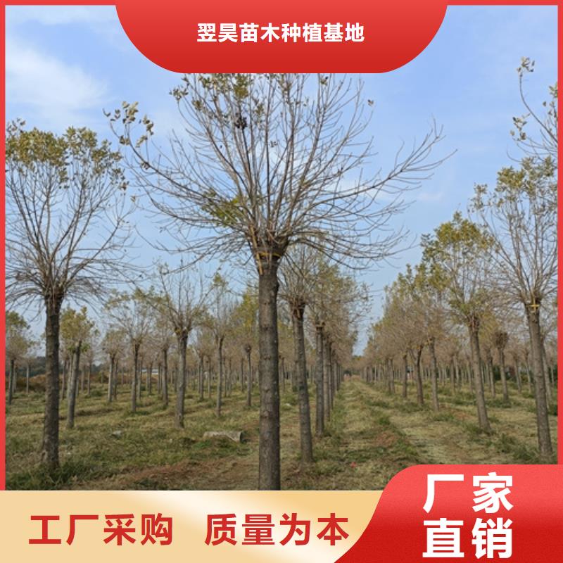 法桐小苗种植基地绿化苗木