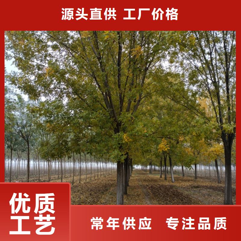 法桐价格现货直供苗木基地