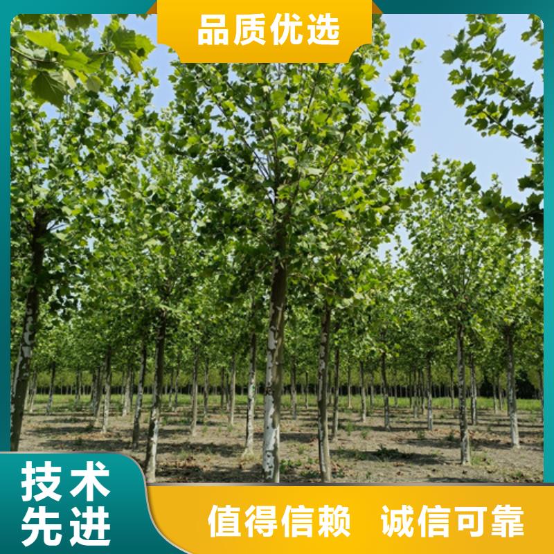 法桐价格种植基地绿化乔木