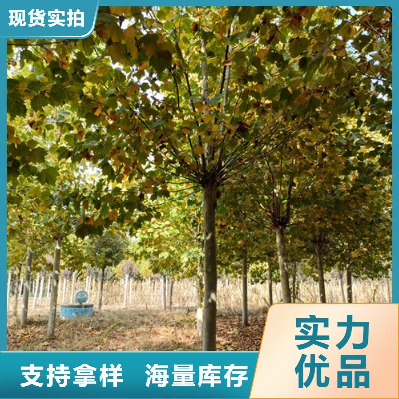 法桐采购价格苗木基地