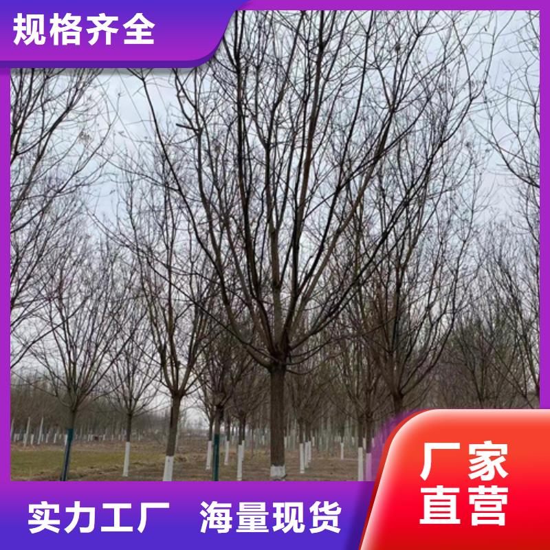 造型法桐现货直供苗木基地