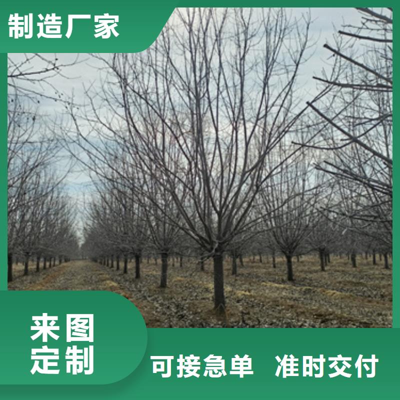 速生法桐生产厂家-找翌昊苗木种植基地