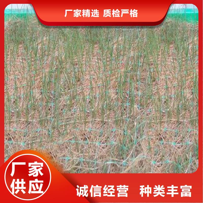 抗冲生态毯-椰丝生态毯-护坡草毯
