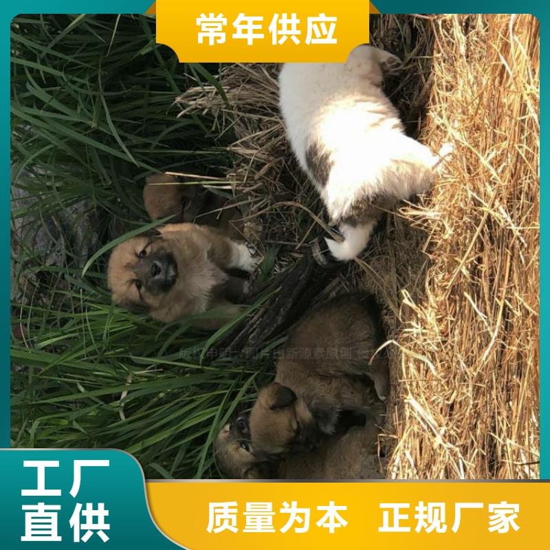 無醇燃料技術配方