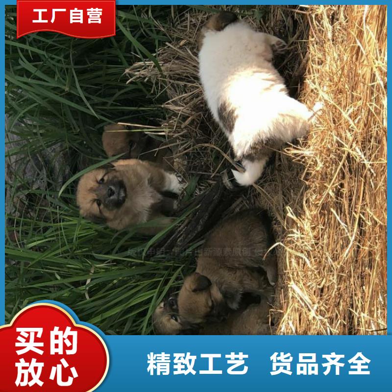 粵海街道新型無醇燃料批發廠家