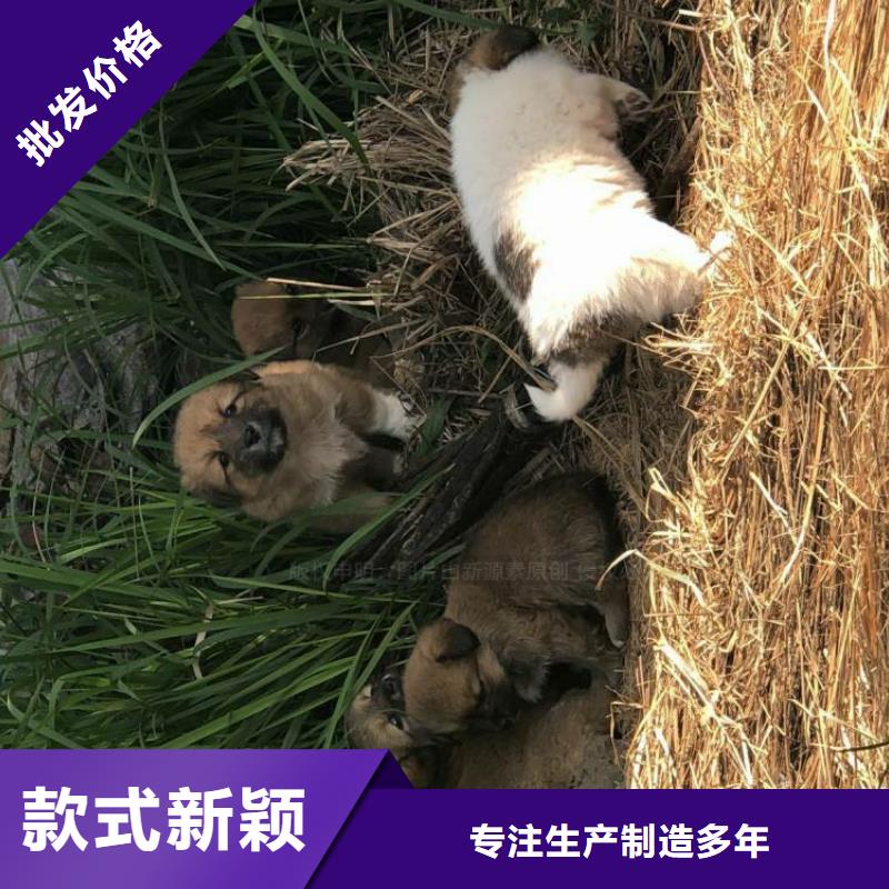 中英街管理局實惠的無醇燃料供貨商