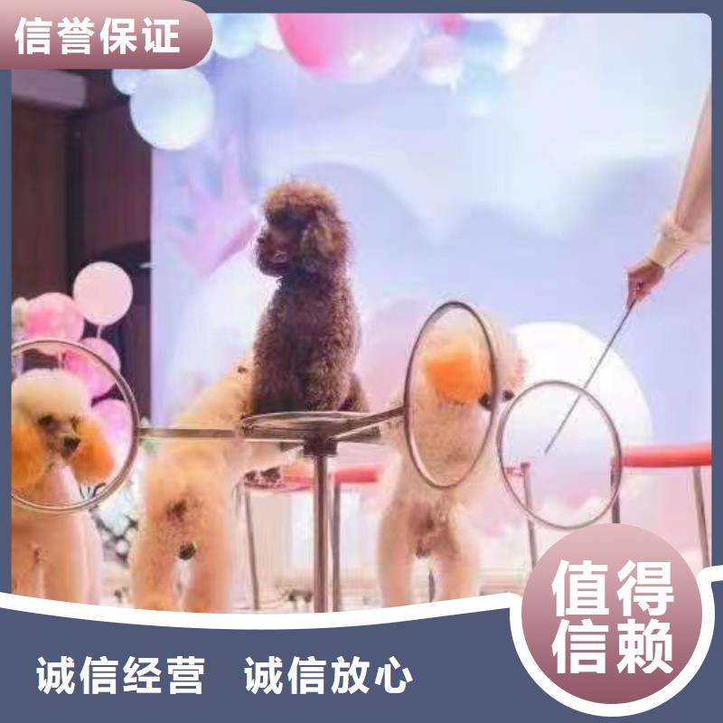 馬戲團表演出租慶典活動