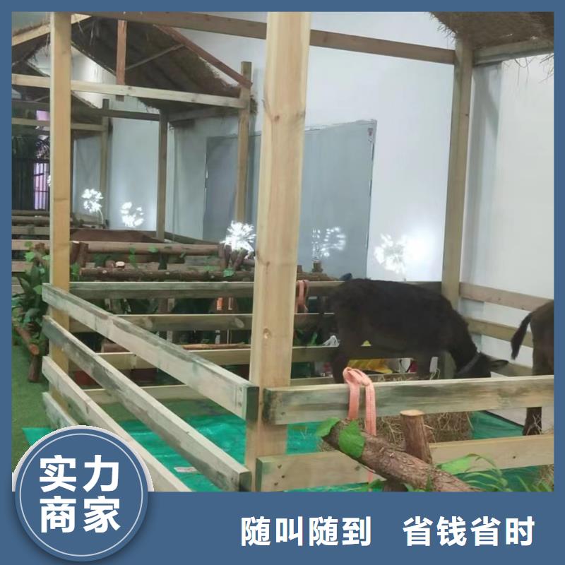 羊駝馬戲團表演租賃供應商