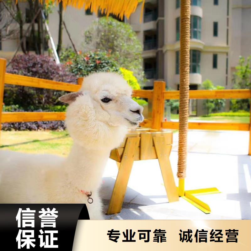 馬戲團(tuán)/羊駝?dòng)^賞性羊駝租賃正規(guī)公司