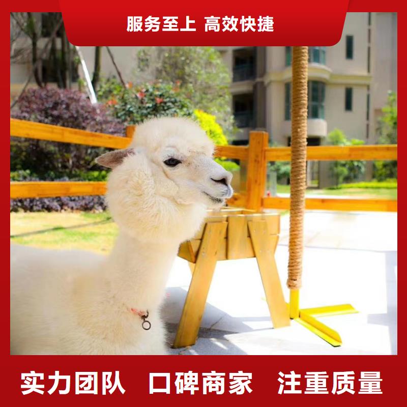馬戲團(tuán)表演查看圖片