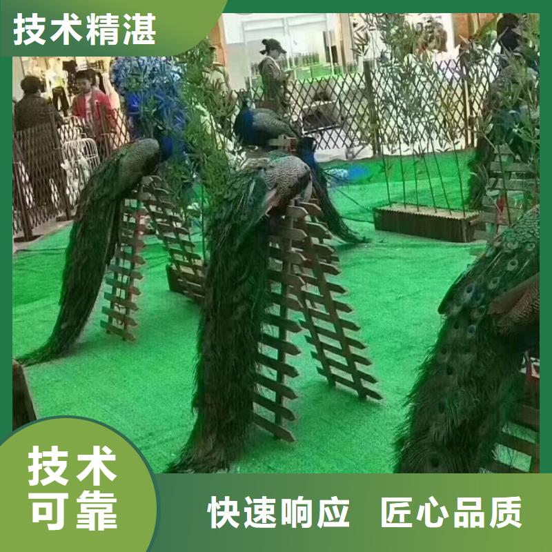 羊驼租赁图片案例