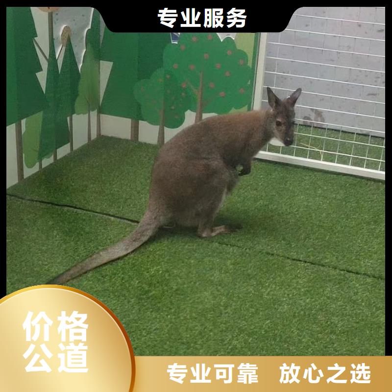 马戏团/羊驼小香猪宠物出租值得信赖