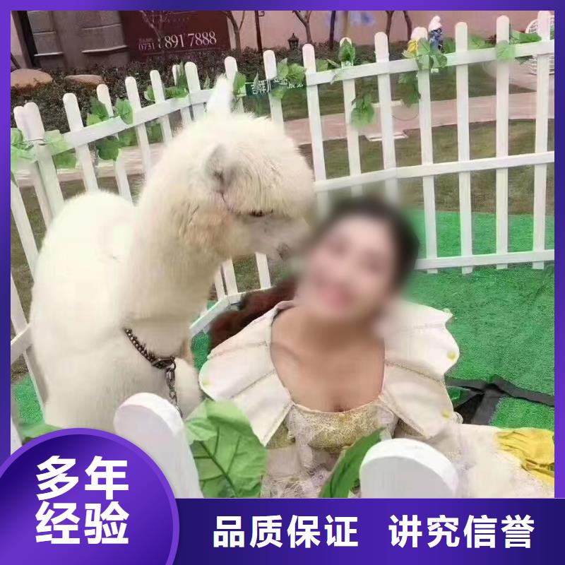 羊驼租赁联系电话