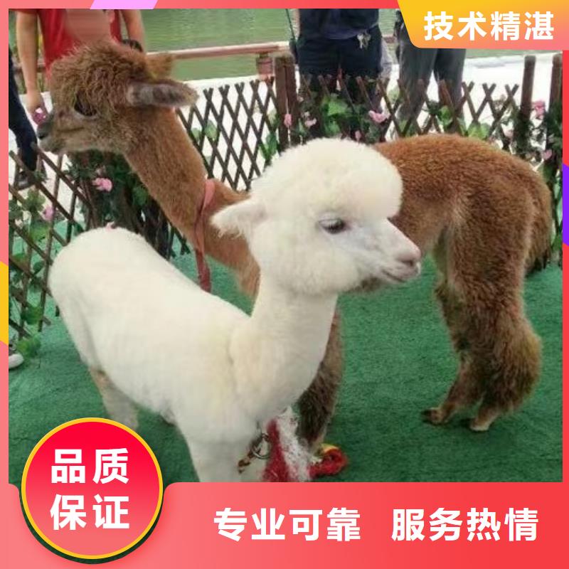動物表演出租全國承接