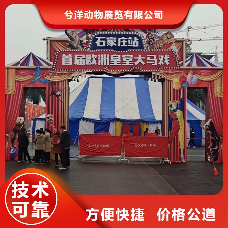 哪里有租賃羊駝的直接廠家