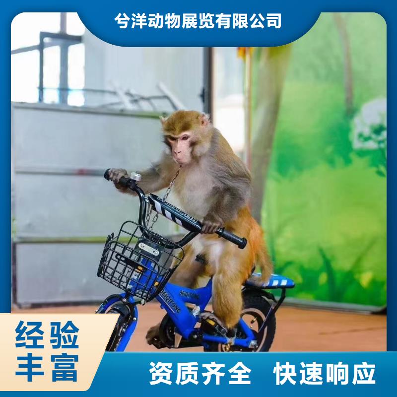 馬戲團(tuán)表演租賃周邊
