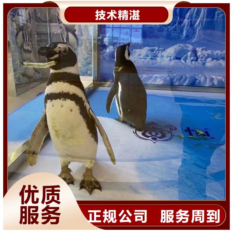 海狮企鹅表演出租品种保证