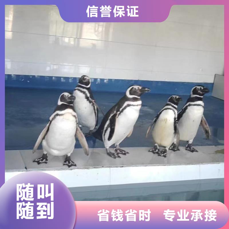 优质海洋生物展出租