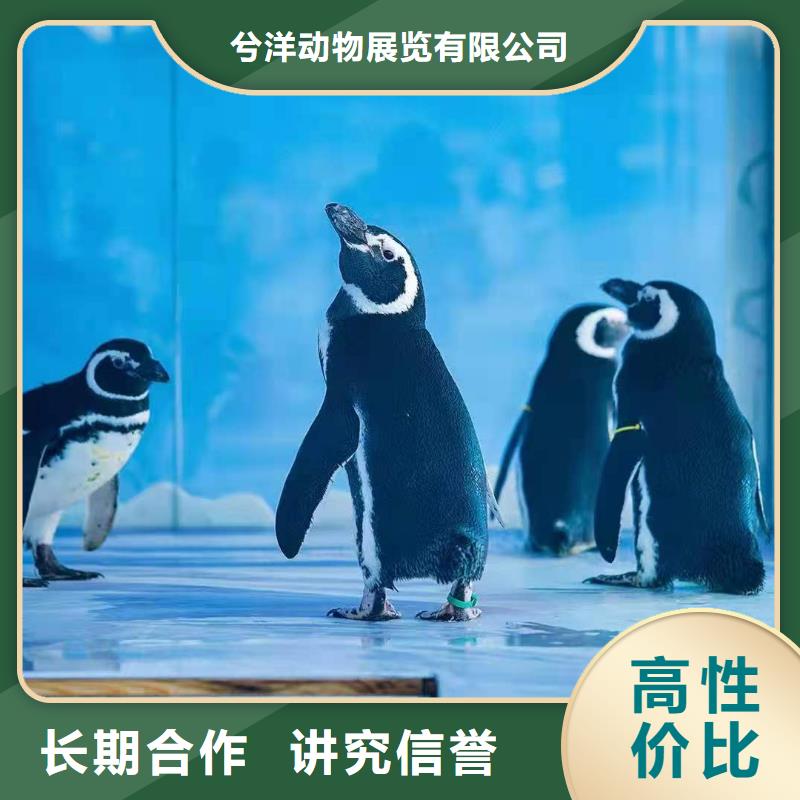企鹅出租海洋动物