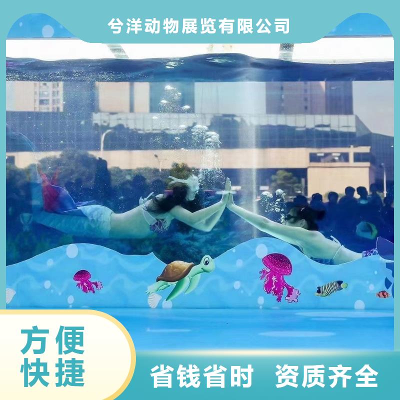 海狮企鹅表演出租品种保证