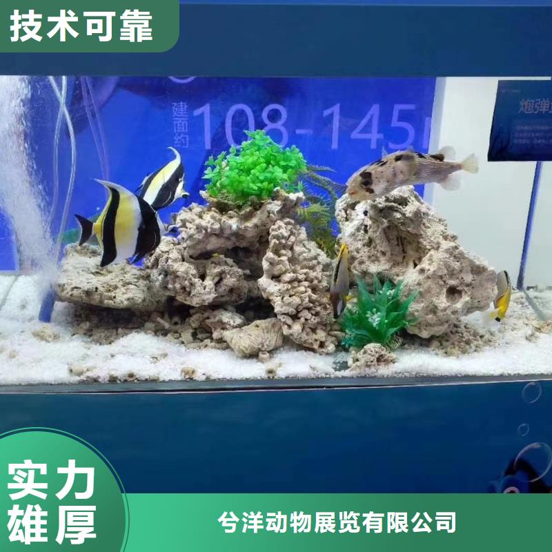 海洋生物展租赁图片