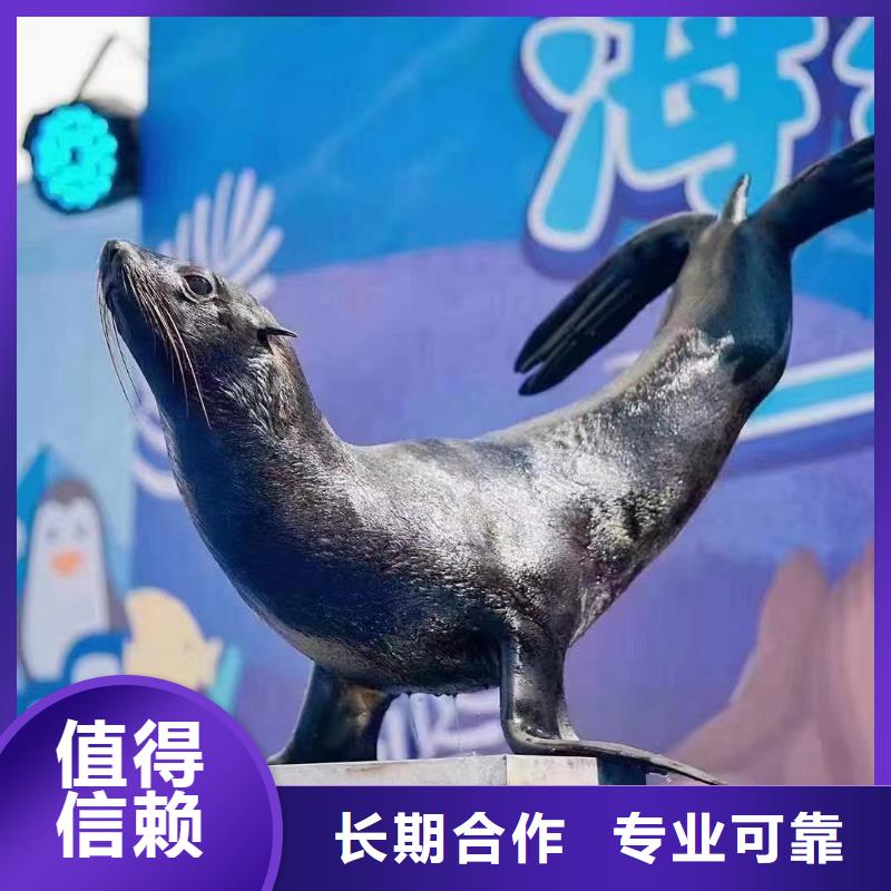 海狮表演租赁