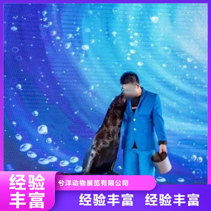 海洋主题动物表演马戏团表演出租租赁收费合理