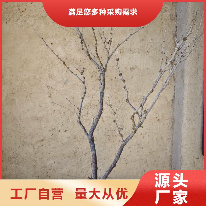 稻草漆設計