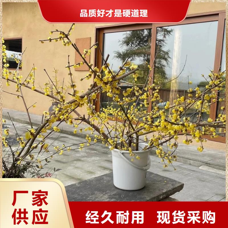 斷層仿泥巴墻涂料價格#稻殼漆#仿泥巴稻草漆#美麗鄉村建設